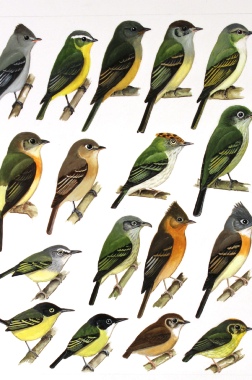 Field_guide_birds_honduras_flycatchers_ian_griffiths