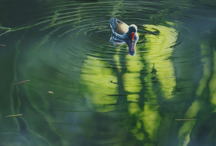 Moorhen_reflections_original_painting_Ian_Griffiths