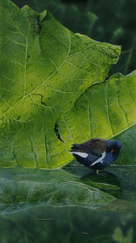 Moorhen_autumn_reflections_original_painting_by_ian_griffiths