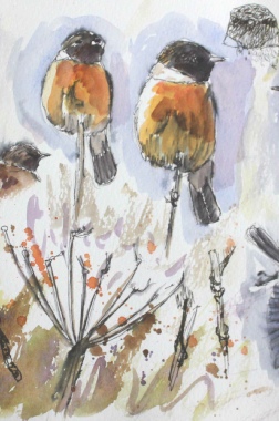 Field_guide_birds_honduras_woodcreepers_ian_griffiths