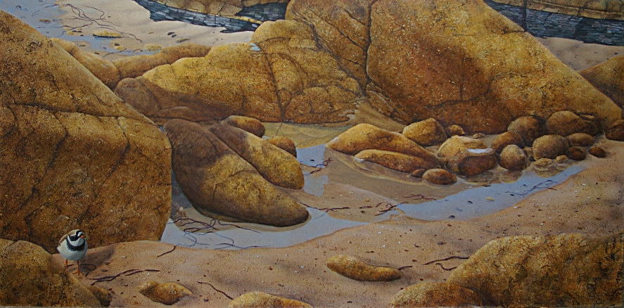 Ringed_plover_granite_shores_original_painting_Ian_Griffiths