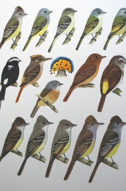 Field_guide_birds_honduras_flycatchers_ian_griffiths